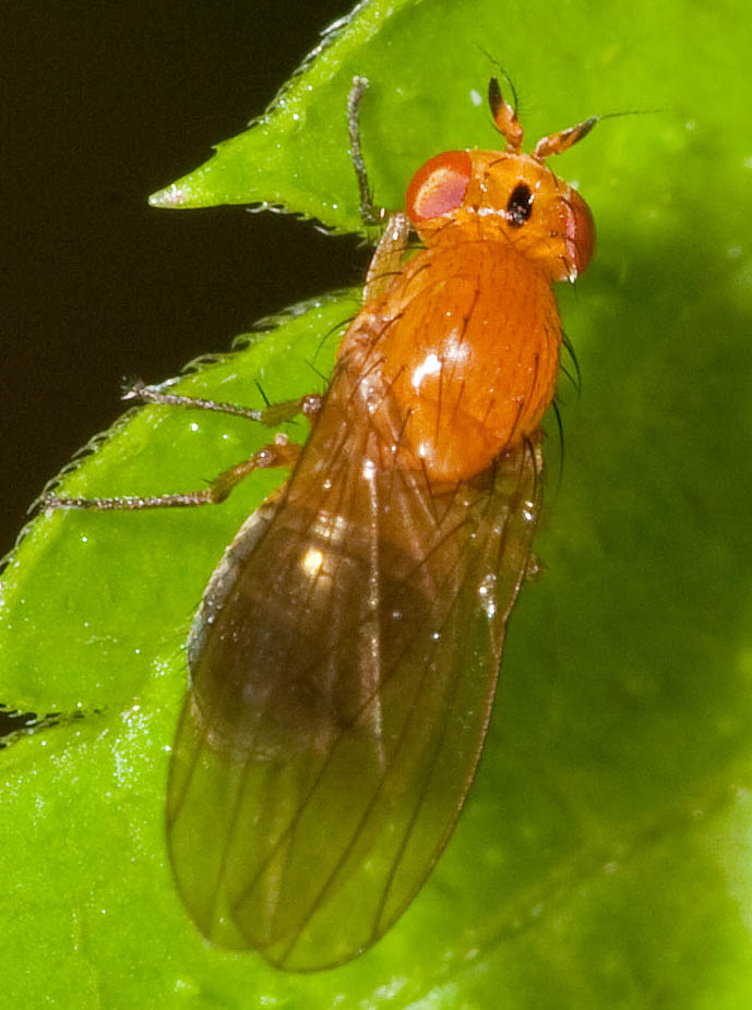 Diptera.info - Discussion Forum: Small orange fly from Guatemala. Is ...