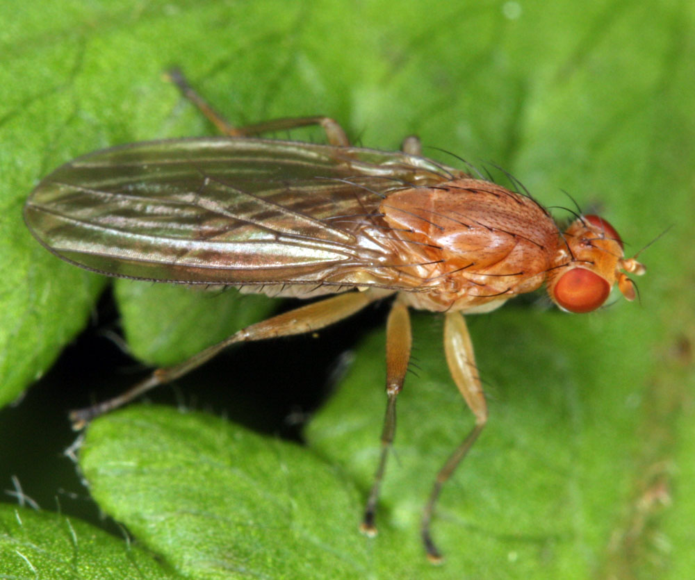 Diptera.info - Discussion Forum: Suillia bicolor & Suillia fuscicornis ...