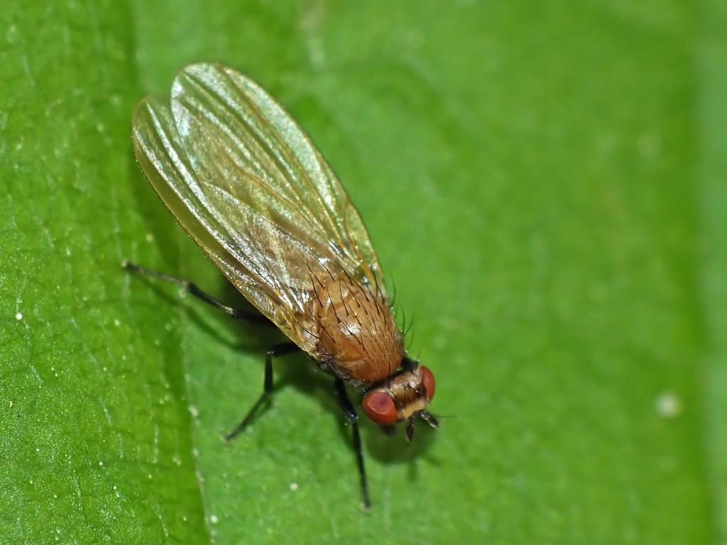 Diptera Info Discussion Forum Yellow Fly With Black Legs