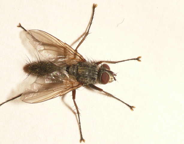 Diptera.info - Discussion Forum: Tachinidae ID