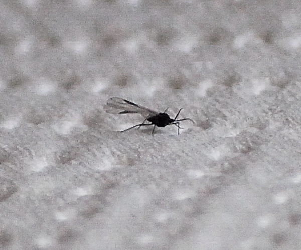 Diptera.info - Discussion Forum: Tiny black gnat?