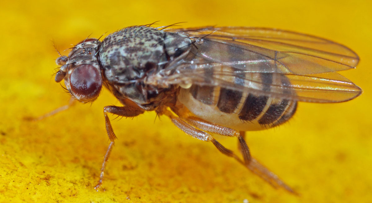 Diptera.info - Discussion Forum: Drosophila Repleta?