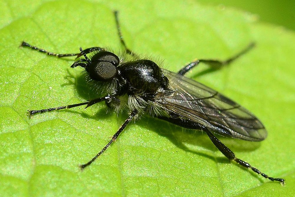 Полевая муха. Яблонная Муха. Отряд Diptera. Каллифориды. Bibio lanigerus.