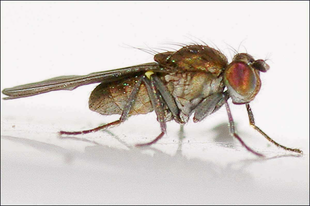 Diptera.info - Discussion Forum: Ephydridae..Hydrellia sp.?