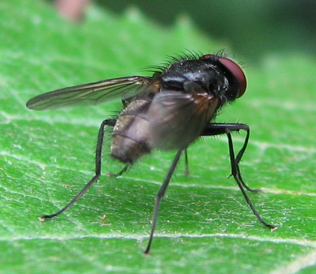 Diptera.info - Discussion Forum: Hydrotaea