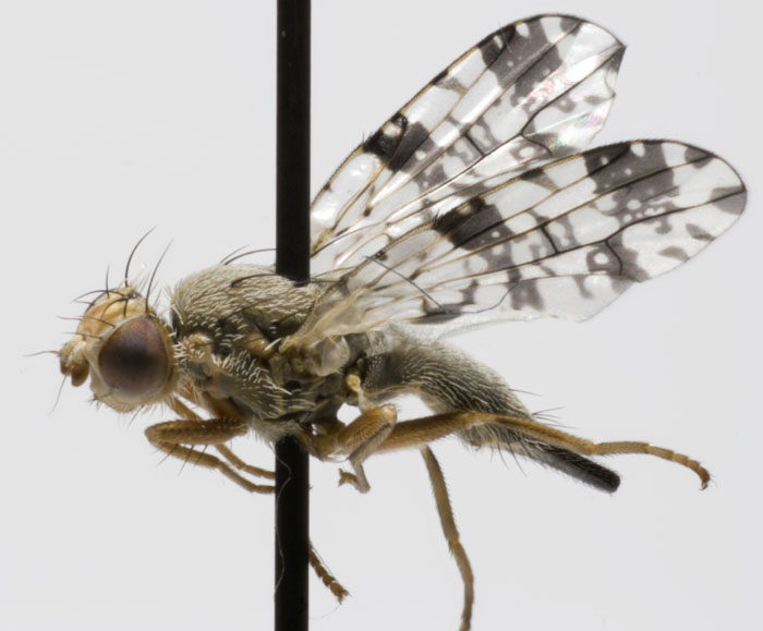 муха маленькая птичка король. муха краснохвостая. муха маленькая птичка король. муха король и шут. муха маленькая птичка король.