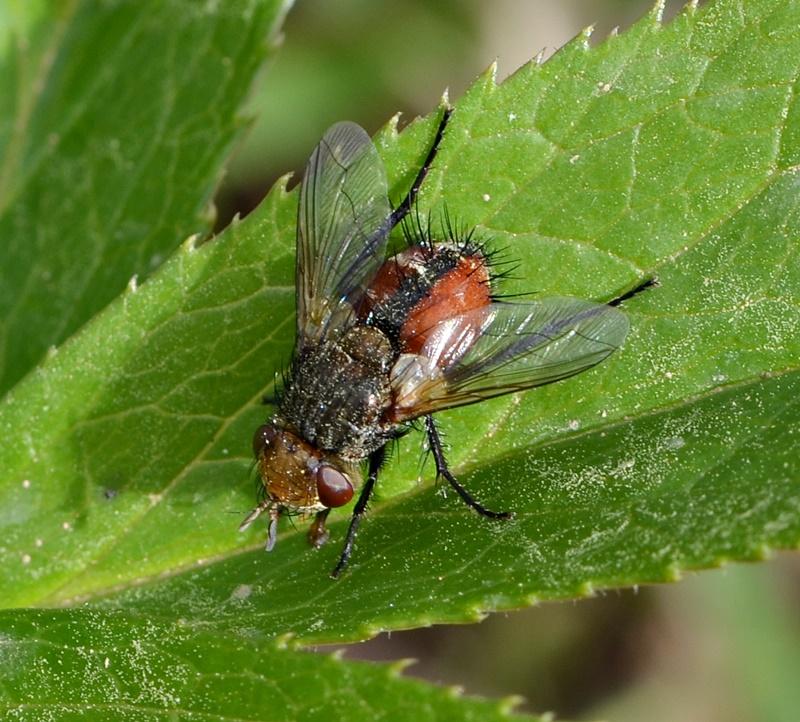 Diptera info Discussion Forum Gonia ID diptera-info-discussion-forum-gonia-id