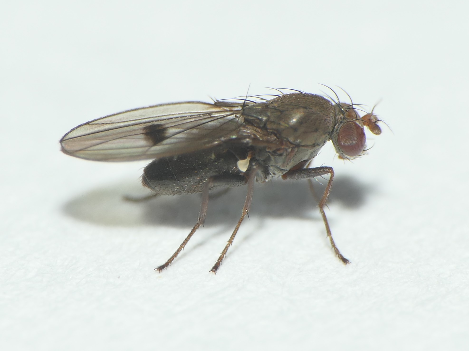 Diptera.info - Discussion Forum: Diastata adusta (NL)