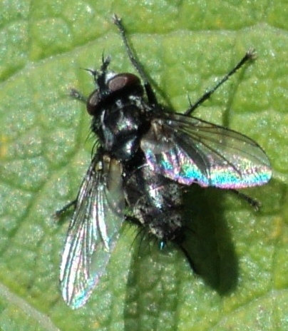 Diptera.info - Discussion Forum: Tachinidae > Meigenia mutabilis