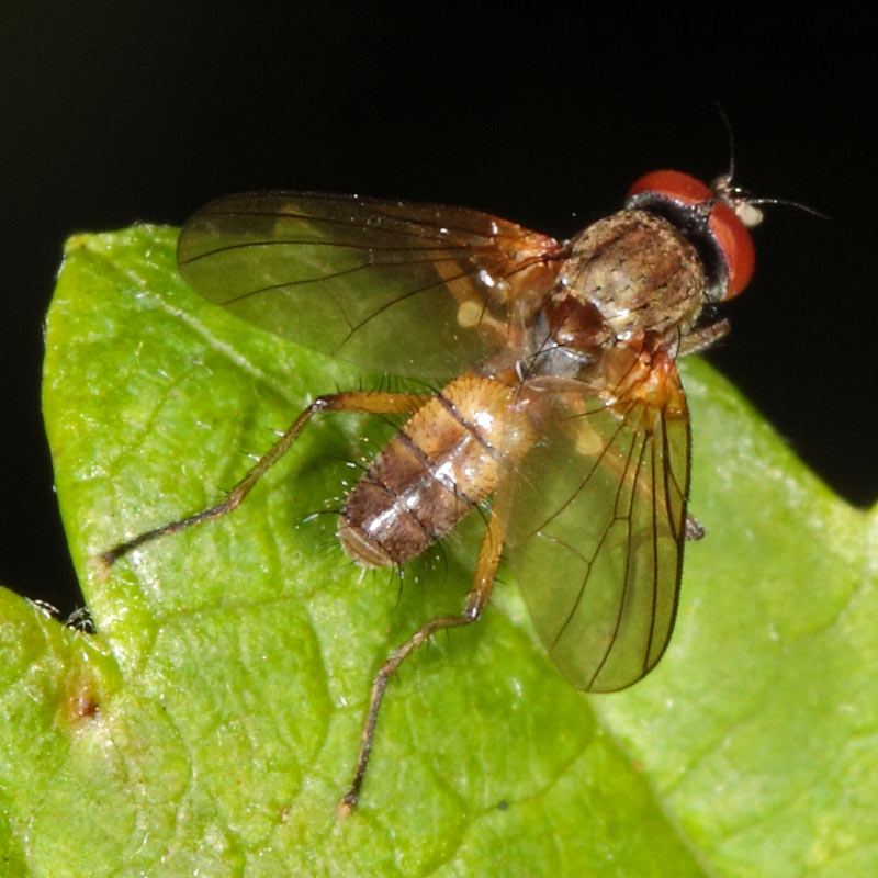 Diptera.info - Discussion Forum: Pegomyia (was Help needed)