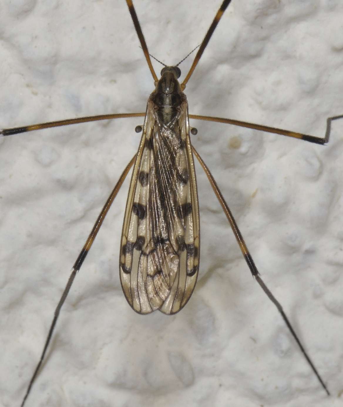 Diptera.info - Discussion Forum: Limonidae