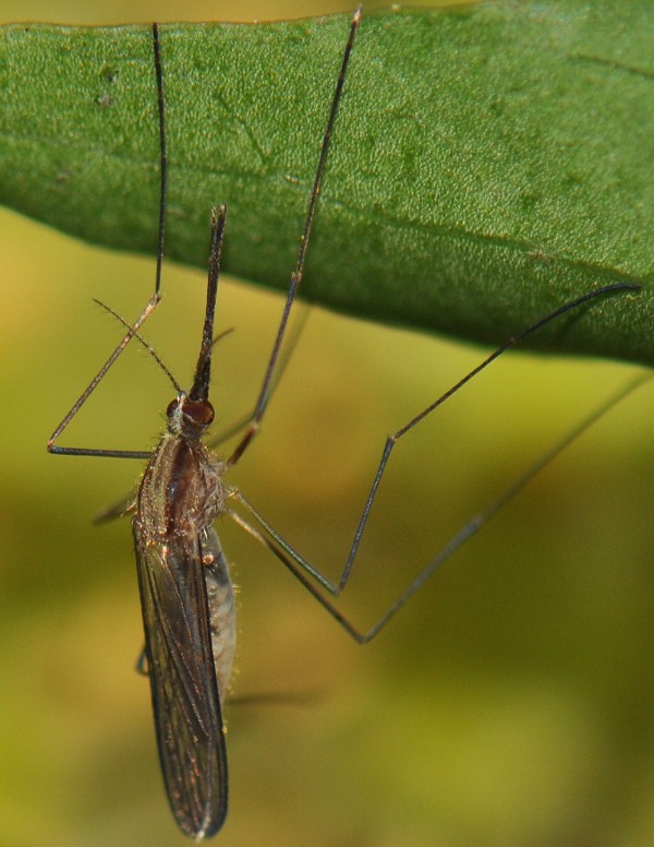 Anopheles maculipennis фото