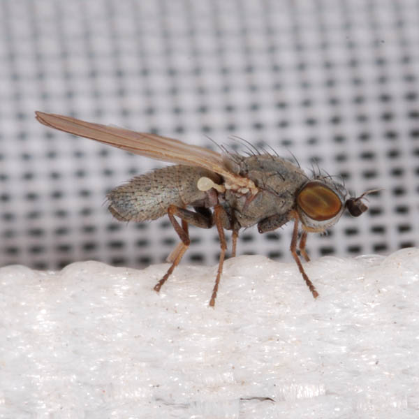 Diptera.info - Discussion Forum: Chamaemyia sp. Chamaemyiidae, July ...