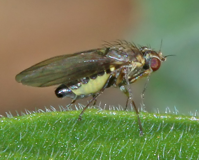 Diptera.info - Discussion Forum: Agromyzidae, C Spain --> Phytomyza Sp.