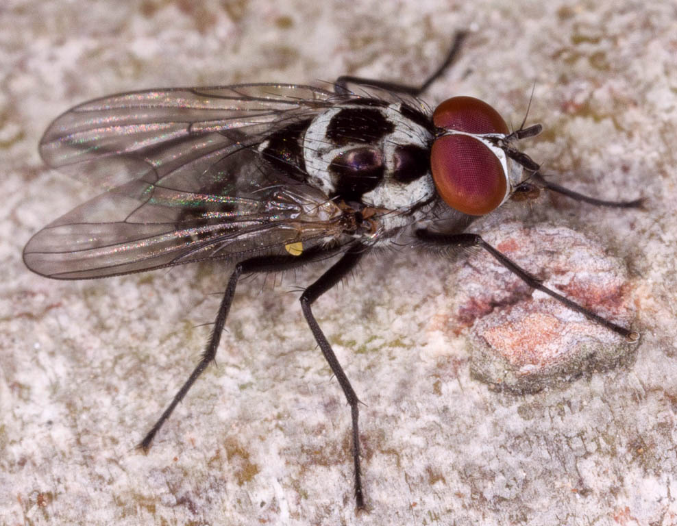 Anthomyia - Alchetron, The Free Social Encyclopedia