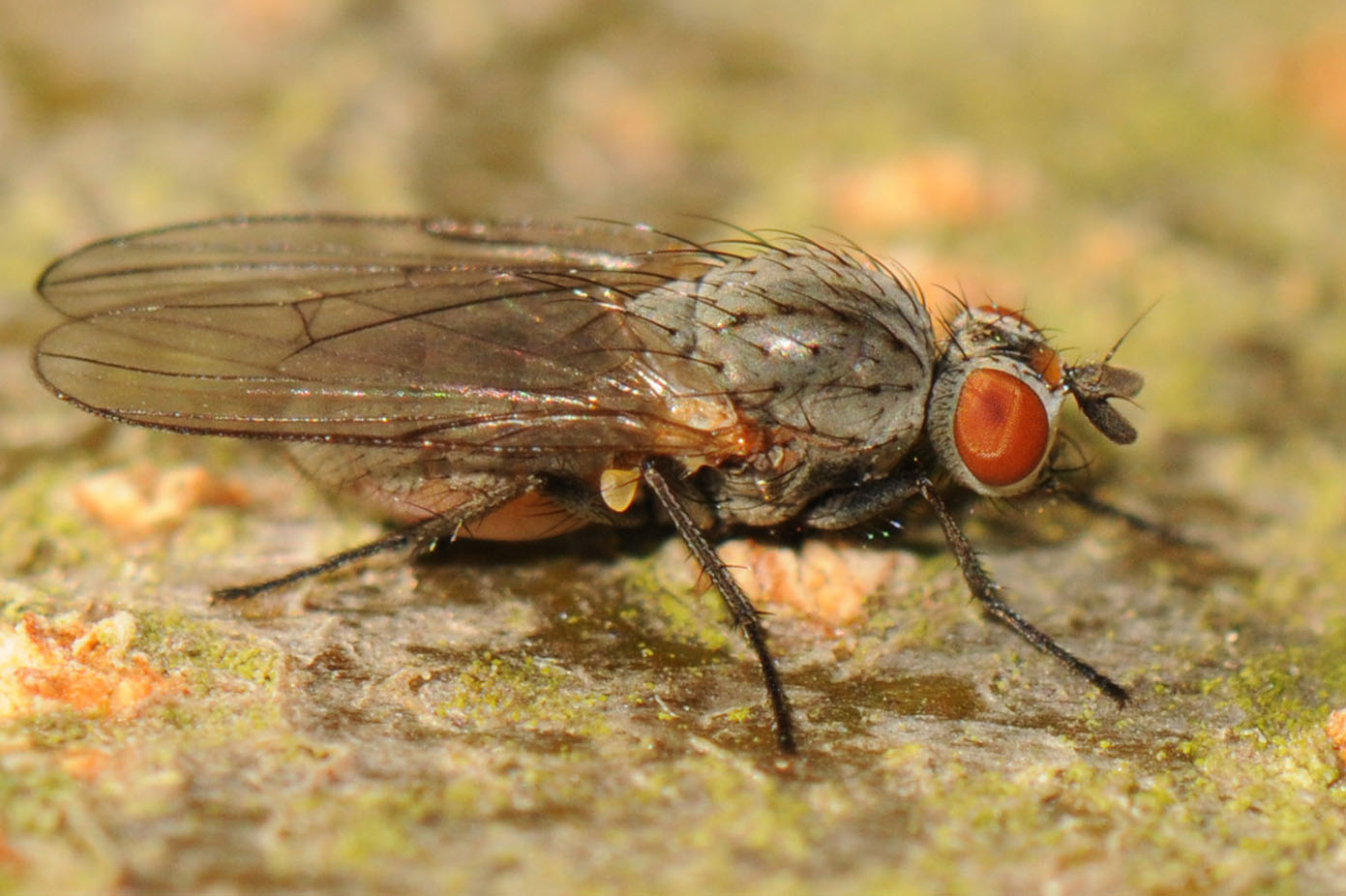 Diptera.info - Discussion Forum: [Pegoplata sp. female] Anthomyiidae