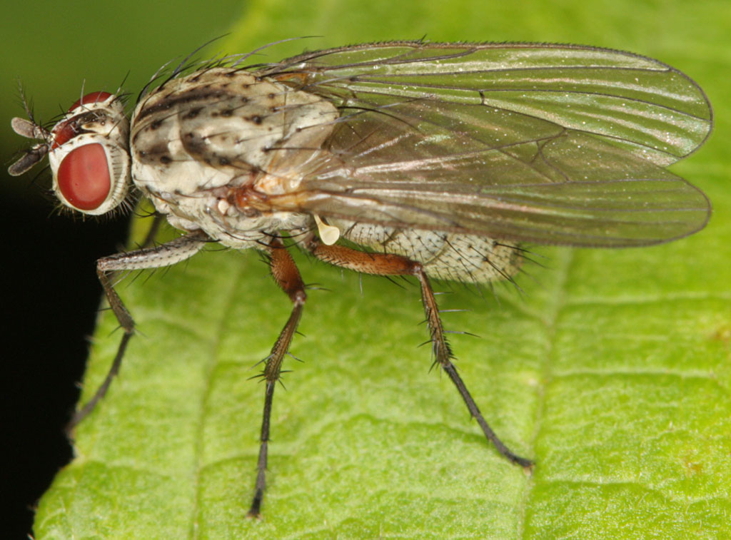 Diptera.info - Discussion Forum: Hylemya vagans/nigrimana again (Thanks ...