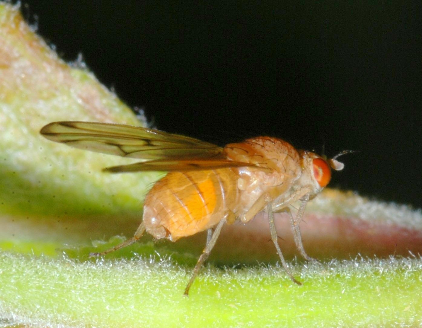 Diptera.info - Discussion Forum: Fly ID - Meiosimyza decempunctata ...