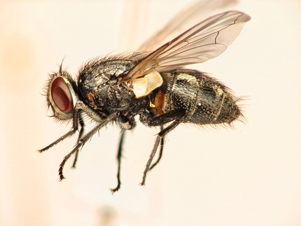 Diptera.info - Discussion Forum: Muscidae: Musca autumnalis (female)