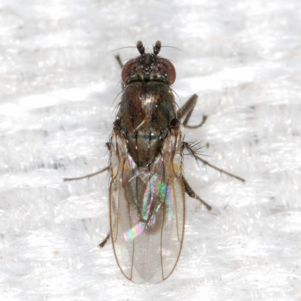 Diptera.info - Discussion Forum: Leptocera Rachispoda Sp 