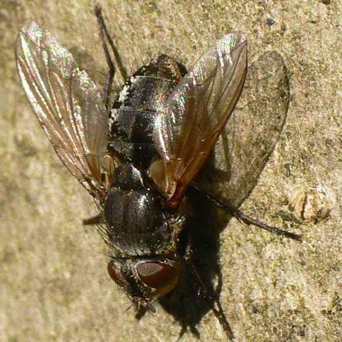 Diptera.info - Discussion Forum: Calliphoridae? --> Pollenia sp. (f)