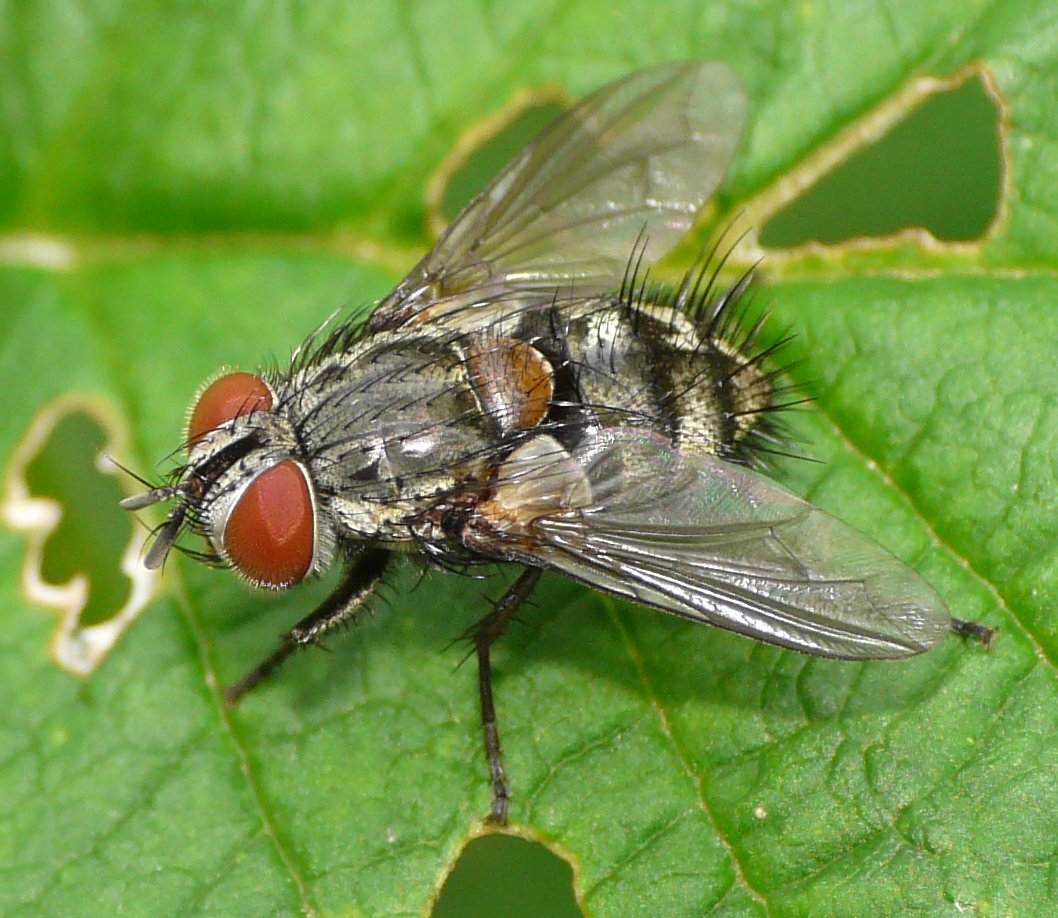 Diptera.info - Discussion Forum: Tachinidae