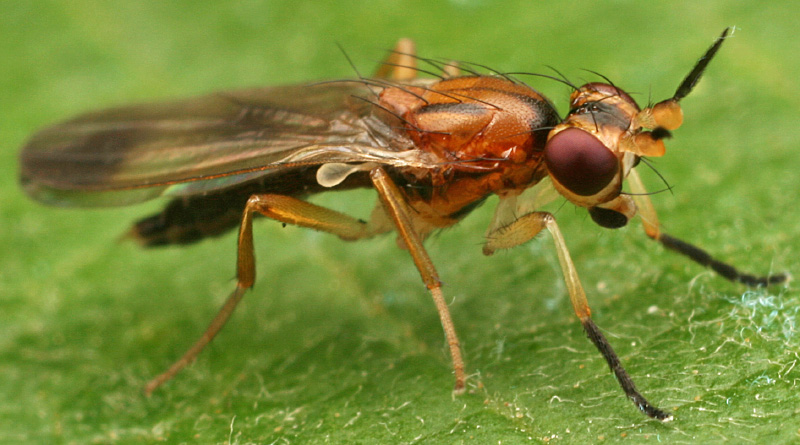 Diptera.info - Discussion Forum: Clusiidae?=>Hendelia beckeri