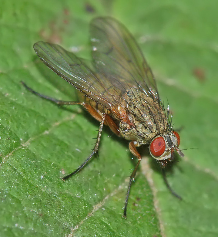 diptera-info-discussion-forum-muscidae-n-spain-helina-impuncta