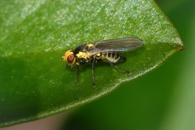 Diptera.info - Discussion Forum: Liriomyza pusilla??. Agromyzidae