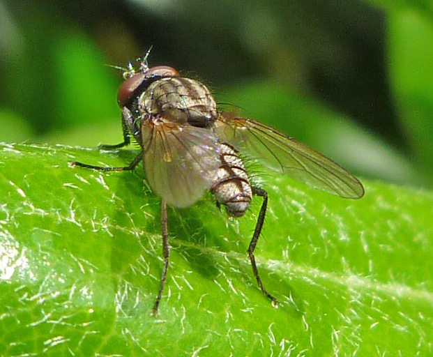 Diptera.info - Discussion Forum: Delia platura?, C Spain