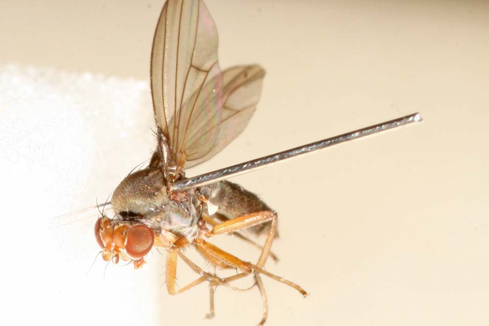 Diptera.info - Discussion Forum: Diastatidae..