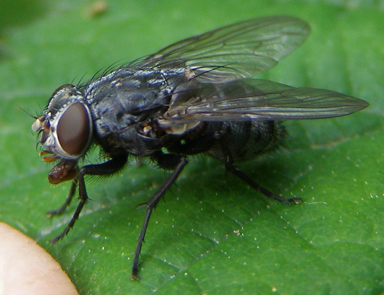 Diptera.info - Discussion Forum: Muscidae ID => Muscina prolapsa