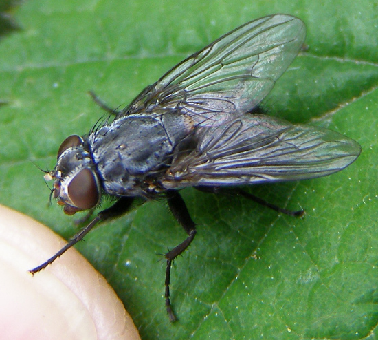 Diptera.info - Discussion Forum: Muscidae ID => Muscina prolapsa