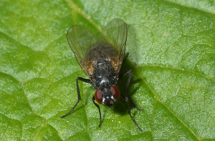 Diptera.info - Discussion Forum: Muscidae to ID