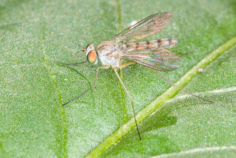 Diptera.info - Discussion Forum: Dolichopodidae Sciapus sp. male