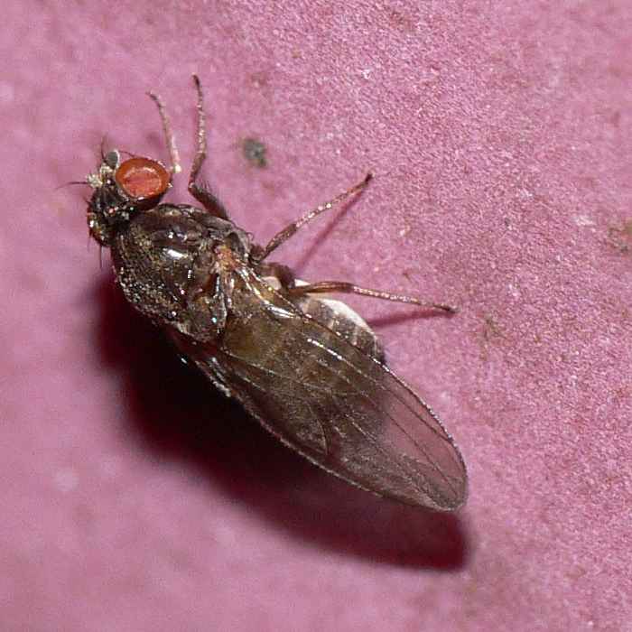 Diptera.info - Discussion Forum: Drosophila, small, black