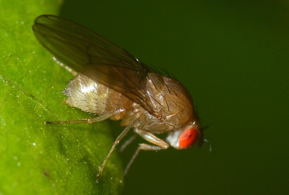 Diptera.info - Discussion Forum: [Drosophila cf. immigrans ...