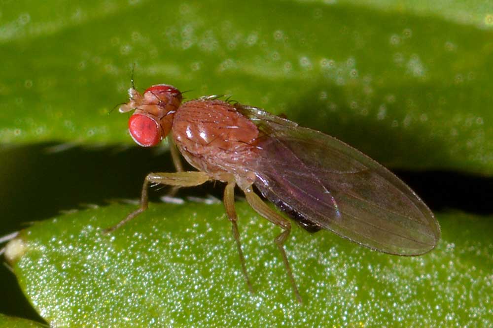 Серая дрозофила. Drosophilidae. Австралийская Муха. Плодовые мушки (лат. Drosophilidae. Drosophilidae Antennae.