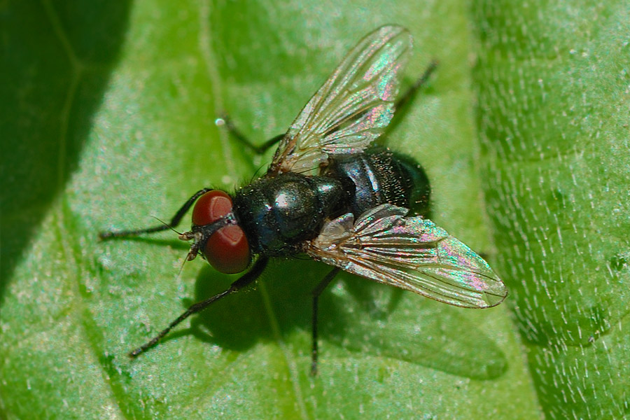 Diptera.info - Discussion Forum: cf. Hydrotaea ignava - Muscidae