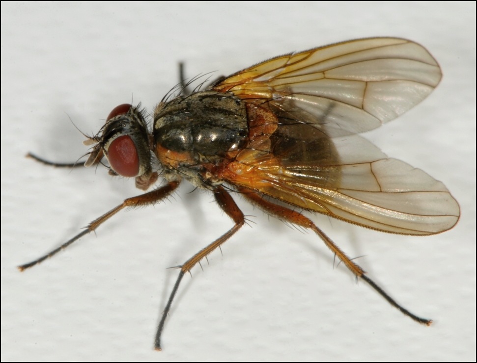 Diptera.info - Discussion Forum: Phaonia rufiventris? (Phaonia ...