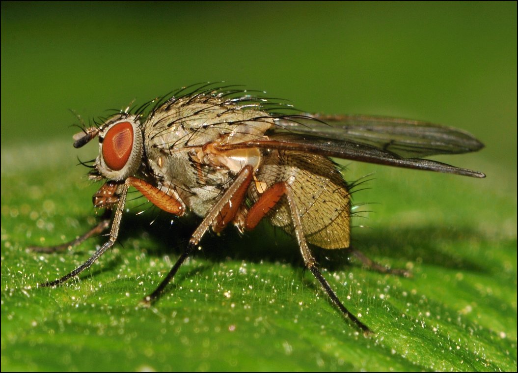 Diptera.info - Discussion Forum: Muscidae_ID? (Helina impuncta(female)