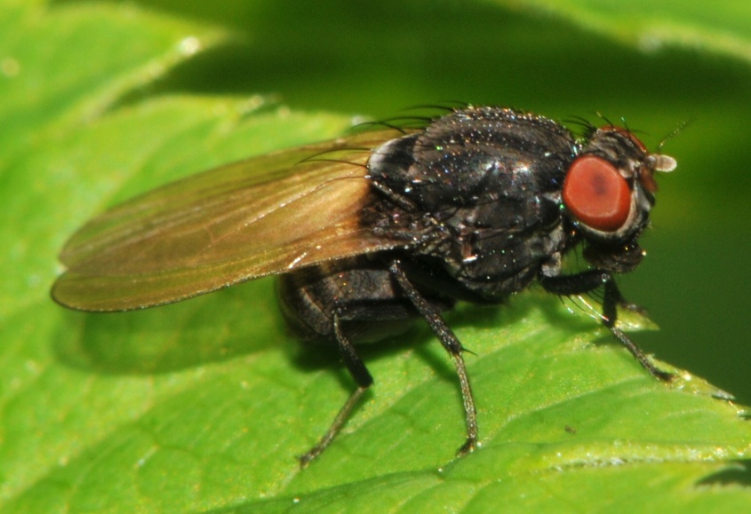 Diptera.info - Discussion Forum: Dasiops latifrons? (Minettia longipennis)