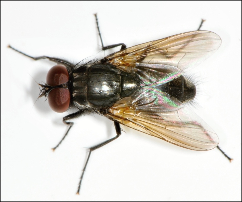 Diptera.info - Discussion Forum: Hydrotaea similis? (Hydrotaea similis ...