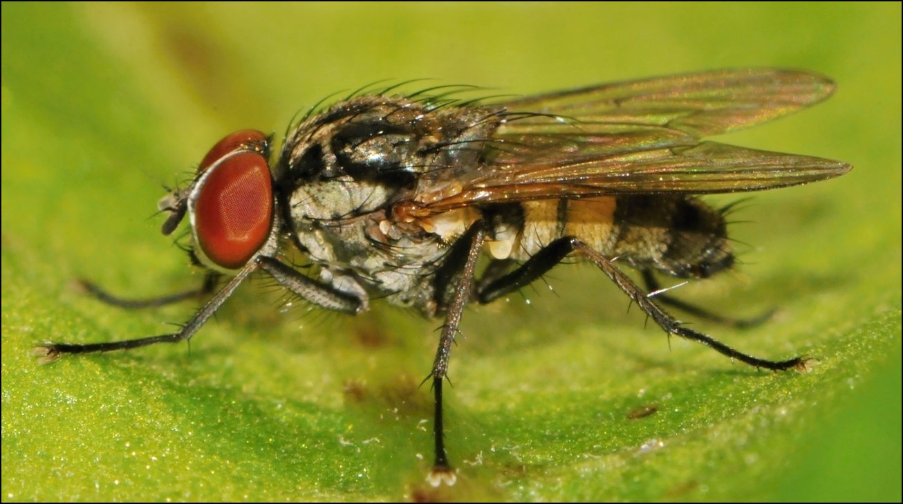 Diptera.info - Discussion Forum: Hydrophoria lancifer? (Hydrophoria ...