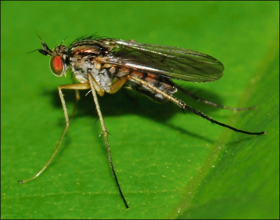 Diptera.info - Discussion Forum: Dolichopus sp.? (Dolichopus nigricornis)