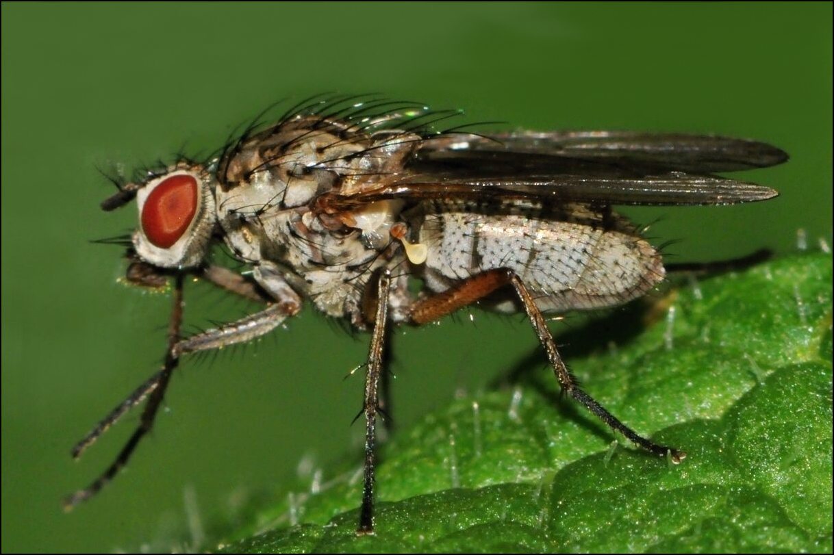 Diptera.info - Discussion Forum: Hylemya vagans? (Hylemya vagans)