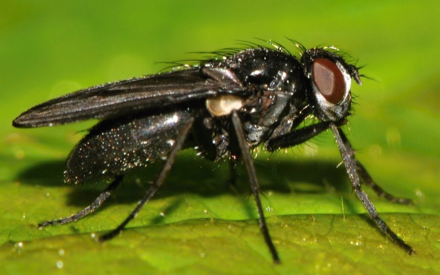 Diptera.info - Discussion Forum: 132_ID? (Morinia doronici)