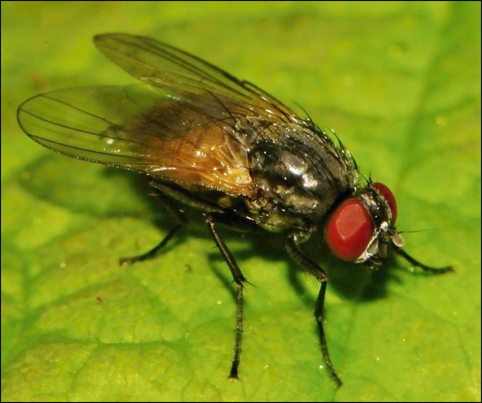 Diptera.info - Discussion Forum: Thricops semicinereus? (Hydrotaea ...