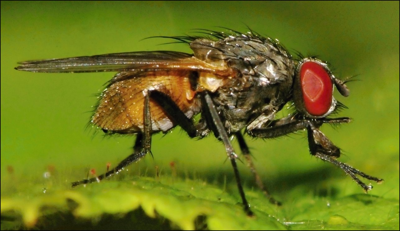 Diptera.info - Discussion Forum: Thricops semicinereus? (Hydrotaea ...