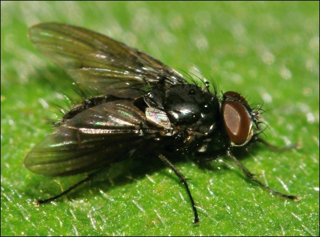 Diptera.info - Discussion Forum: 181_ID? (Spilogona cf.)